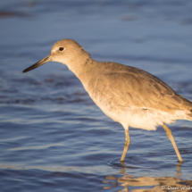 Willet-06