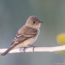 Willow Flycatcher-17