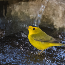 Wilson's Warbler-72