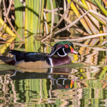 Wood Duck-01