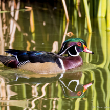 Wood Duck-02