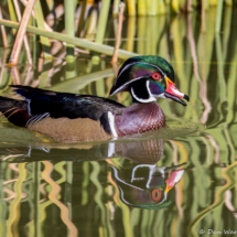 Wood Duck-03