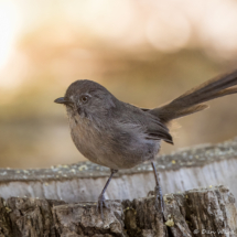 Wrentit-39