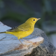 Yellow Warbler-121