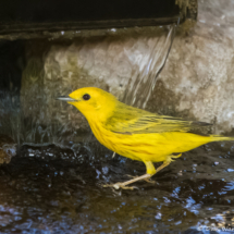 Yellow Warbler-13