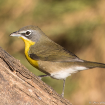 Yellow-breasted Chat-38