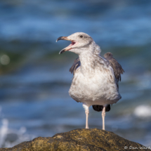 Yellow-footed Gull-01