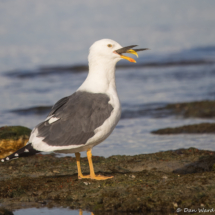Yellow-footed Gull-02