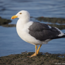 Yellow-footed Gull-06