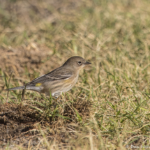 Yellow-rumped Warbler-01
