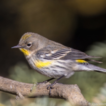 Yellow-rumped Warbler-14