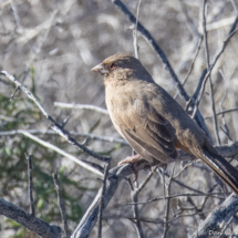 Abert's Towhee-02