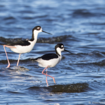 Black-necked Stilt-01