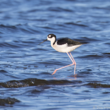 Black-necked Stilt-02