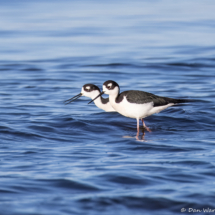 Black-necked Stilt-03