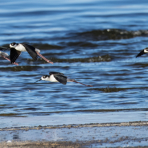 Black-necked Stilt-05