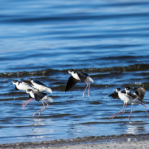 Black-necked Stilt-06