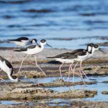 Black-necked Stilt-07