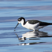 Black-necked Stilt-08