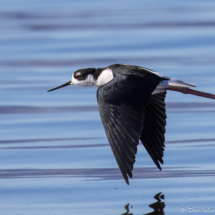 Black-necked Stilt-09