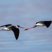 Black-necked Stilt-10