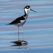 Black-necked Stilt-11