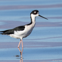 Black-necked Stilt-12