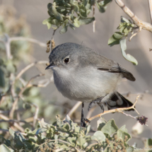 Black-tailed Gnatcatcher-01