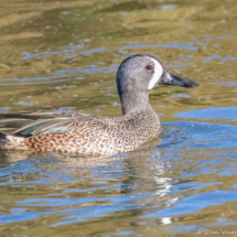 Blue-winged Teal-02