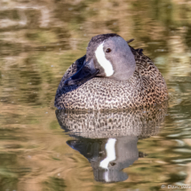 Blue-winged Teal-05