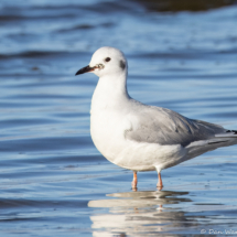 Bonaparte's Gull-02