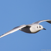 Bonaparte's Gull-04