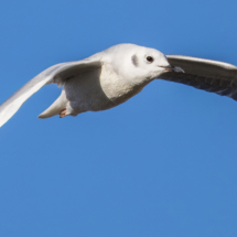Bonaparte's Gull-05