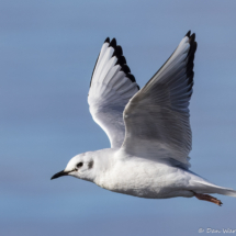 Bonaparte's Gull-06