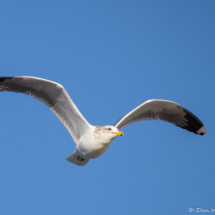 California Gull-01
