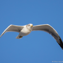 California Gull-02