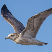 California Gull-05