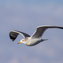 California Gull-06