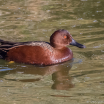 Cinnamon Teal-01