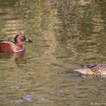 Cinnamon Teal-02