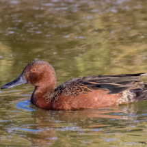 Cinnamon Teal-03