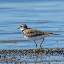 Killdeer-01