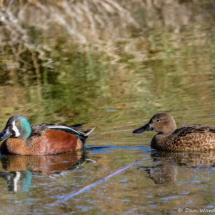 Northern Shoveler-01
