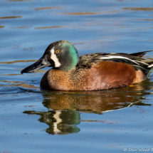 Northern Shoveler-03
