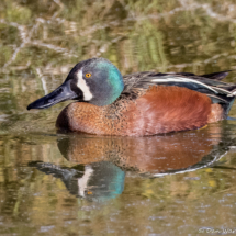 Northern Shoveler-04