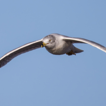 Ring-billed Gull-01