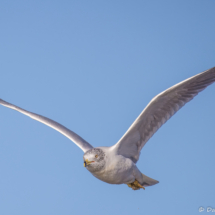 Ring-billed Gull-02
