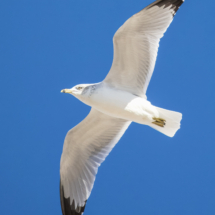 Ring-billed Gull-04