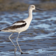 American Avocet-01