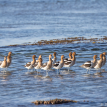 American Avocet-06